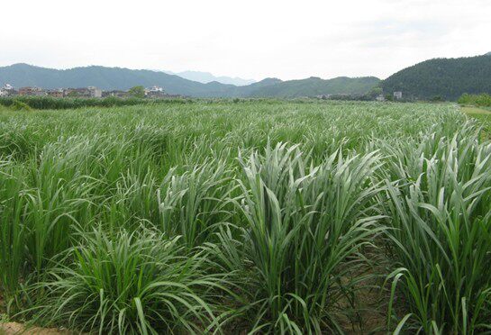 黑麦草种子批发牧草种子一年生黑麦草牧草批发价格低廉