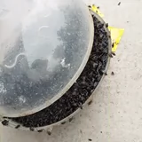 Артефакт мухи улова мухи захват крабовый драйв