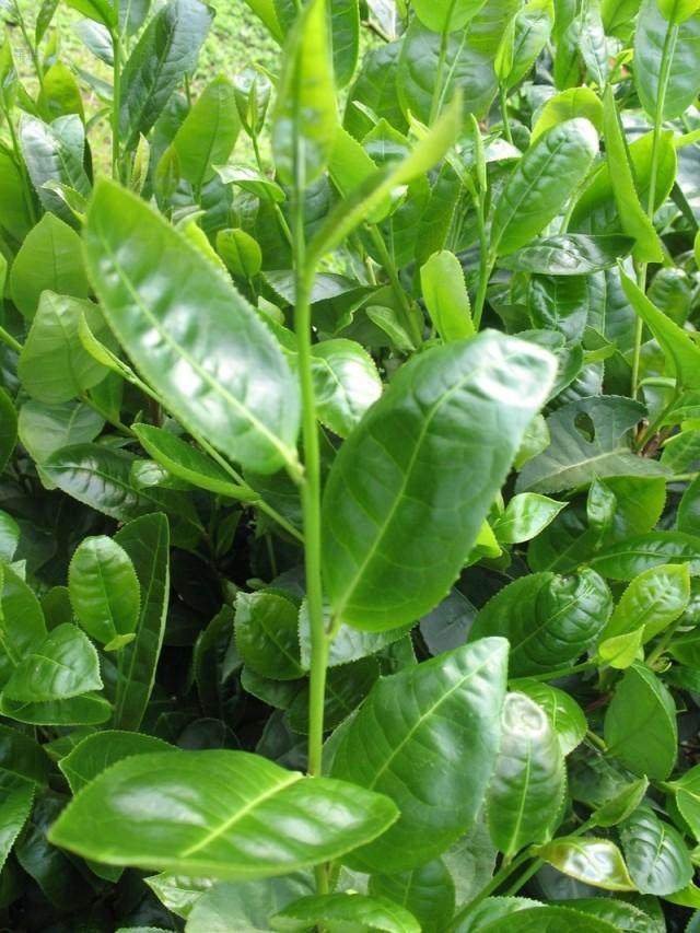 佛手 正宗永春佛手茶叶浓香正品 500g 福建乌龙茶叶散装 包邮