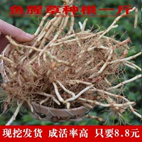 Складывание ушей корни 1 кот Бесплатная доставка Гийчжоу дикие саженцы в четырех сезонах Сычуань в настоящее время копает свежие горшки из доктрины Houttuynia herata