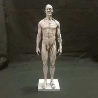 Художественная мужская художественная роспись, физиологичные мышцы всего тела, учебные пособия