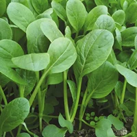 Ricksmal Seed Seed 50G Оригинал около 10000 капсул