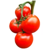 Каменные саженцы семян томатов Большие красные семена томатов большие саженцы с твердыми плодами, овощи, овощи, саженцы саженцы сажают саженцы