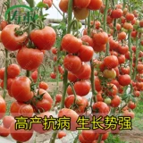 Каменные саженцы семян томатов Большие красные семена томатов большие саженцы с твердыми плодами, овощи, овощи, саженцы саженцы сажают саженцы