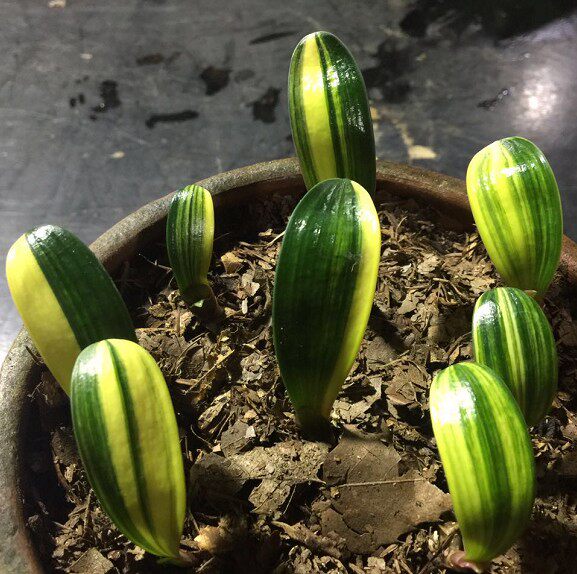 君子兰彩兰小苗精品 五彩金丝彩色君子兰 元宝麻脸短叶金边君子兰