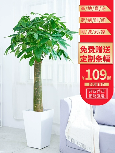 爱优尚 Фортуна для горшкового растения Большой растение гостиной Офис Офис Одинокий коврики Большой переезд и открытые зеленые растения