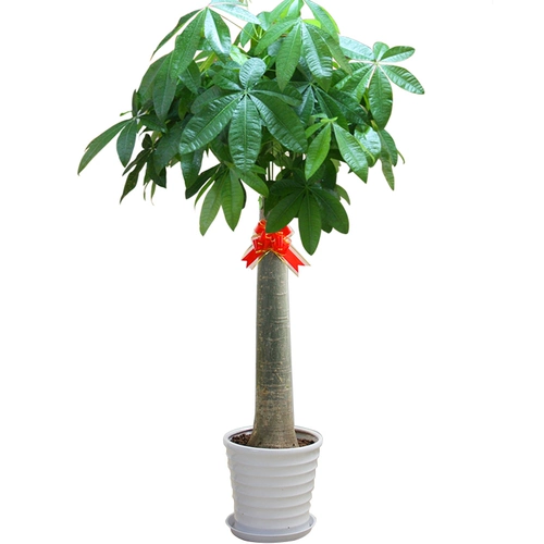 爱优尚 Фортуна для горшкового растения Большой растение гостиной Офис Офис Одинокий коврики Большой переезд и открытые зеленые растения