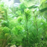 Green Chrysanthemum Aquatic Box Live Live Screenge Package Package после новичка