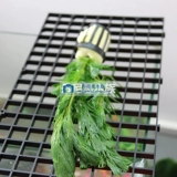 Green Chrysanthemum Aquatic Box Live Live Screenge Package Package после новичка