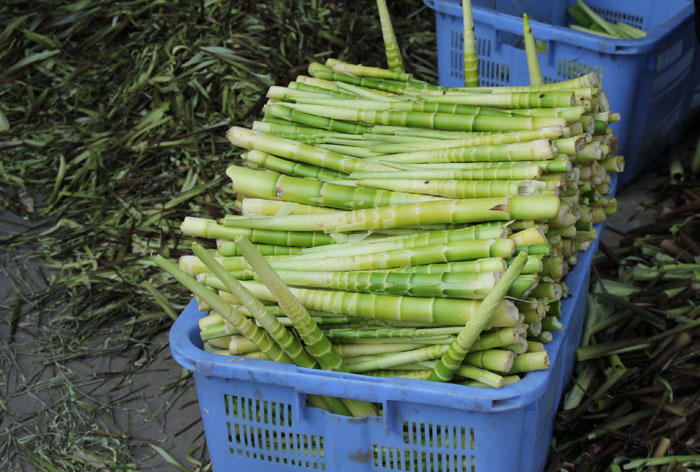 厂家出售 正宗天目扁尖笋干 散珠顶级脱水蔬菜 肉厚脆爽