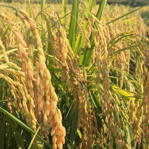 Новый коричневый рис северо -восток Хейлонгцзян Фермерский дом теперь измельчает коричневый рис с длинным рисовым рисом хороший рис, чтобы узнать товары