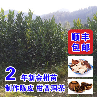 [Guangdong Xinhui mandarin tea branch seedling small green tangerine tree seedling authentic chenpi mandarin Pu-erh tea 2-year grafted fruit seedling]