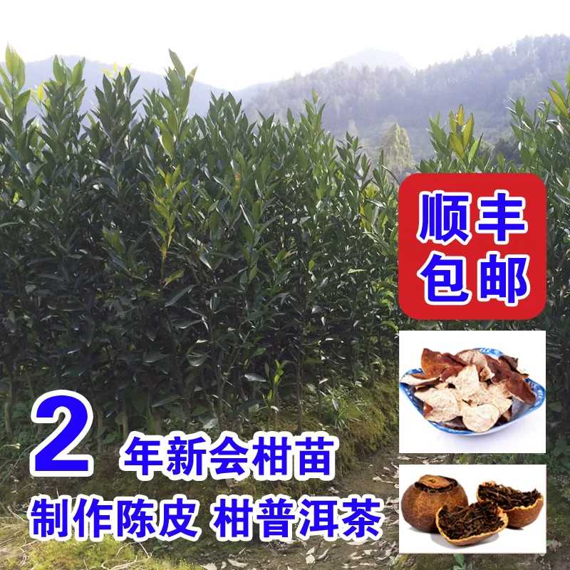 [Guangdong Xinhui mandarin tea branch seedling small green tangerine tree seedling authentic chenpi mandarin Pu-erh tea 2-year grafted fruit seedling]