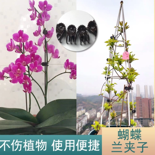 Железный лотос Phalaenopsis, поддерживающий стержень, формируя садовые художественные цветочные ветви и виноградные лозы, винограбные растения фиксированный клип