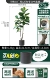 King Kong Tree 170 см дай PP Pot Gentleman Grey