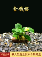 Money Rong сингл (Shenmu 5 ~ 8 см)