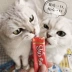 Inabao pet mèo đồ ăn nhẹ tuyệt vời tốt 啾 噜 hydrating puppies mèo pudding mèo ướt thực phẩm vào mèo con đồ ăn nhẹ bán buôn thức ăn phụ kiện chó mèo Đồ ăn nhẹ cho mèo