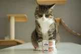 Hills AD/ID/CD/WD/KD DOG CAT Рецепт может восстановить собаку желудочно -кишечные кошки мочи после операции