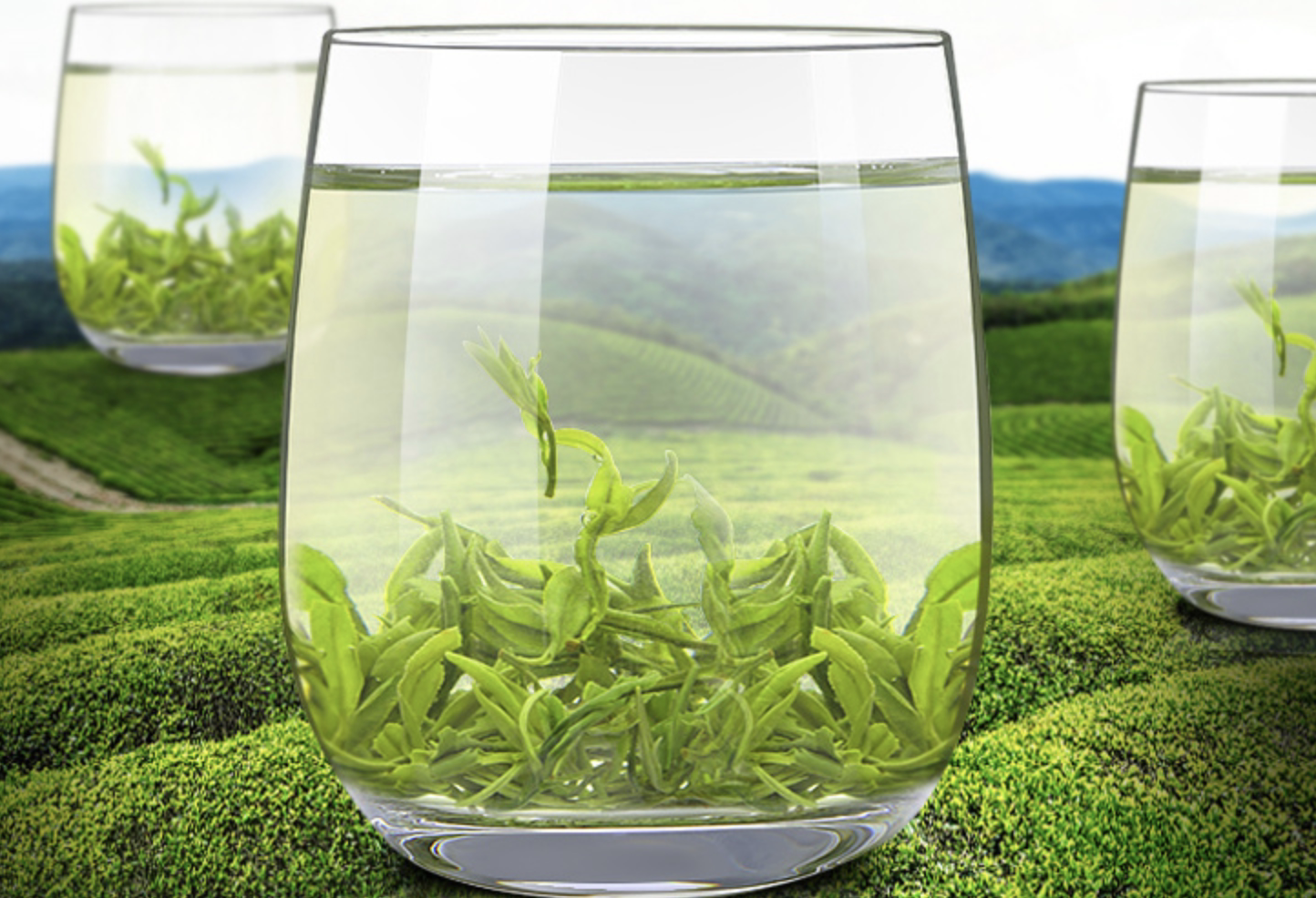 香味浓郁绿茶,花香四溢茶香悠久