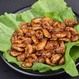 В этом сезоне свежее -бешеное шелколочное шелковое из куколку куколки маленькие коконы, плоская куколка из шелковика, сырая куколка из шелковика, золотая куколка, маленькая желтая куколка влажная шелковая червя, сухой