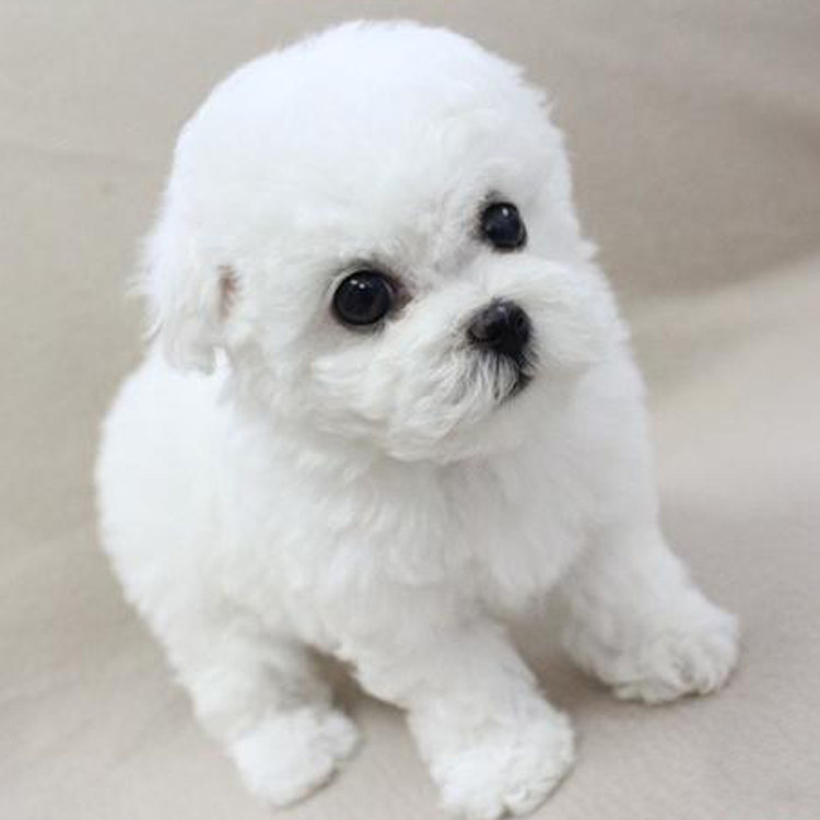 走进纯种比熊犬的世界