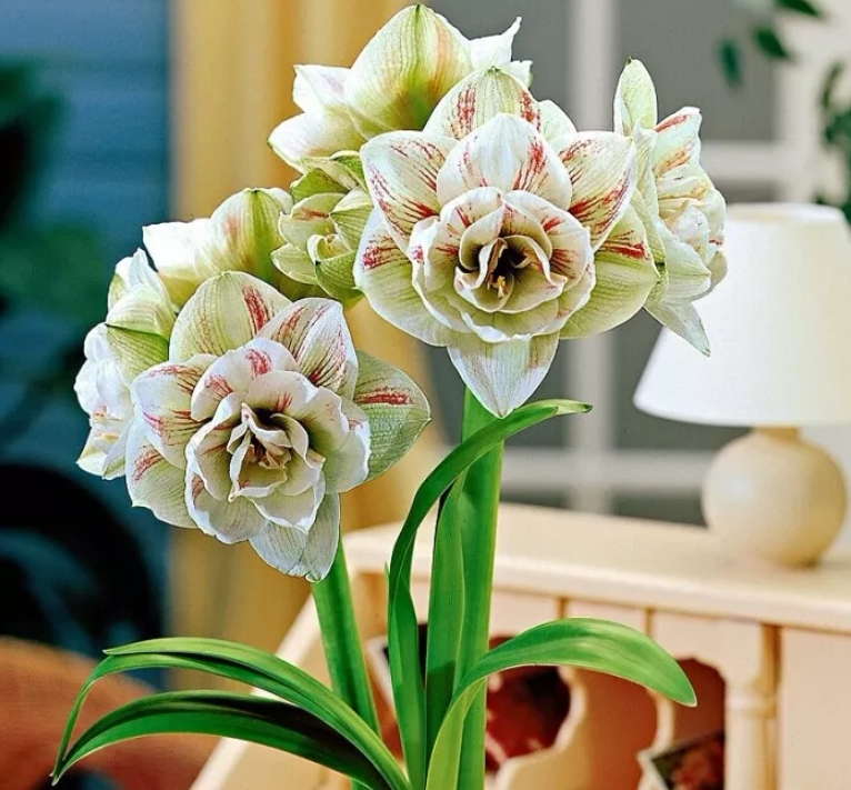 朱顶红这样水培,植株长得好,花朵开得艳