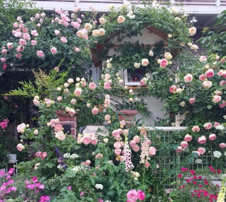 爬满院子,种下几株月季,一定要你在院子里面,如果你有一个私家小院