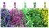 Mô phỏng chuông vàng liễu cây xanh treo tường trang trí hoa nho treo tường hoa giả mây nhựa hoa nho mô phỏng cây treo hoa - Hoa nhân tạo / Cây / Trái cây lan giả Hoa nhân tạo / Cây / Trái cây
