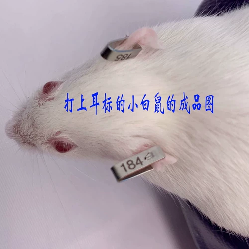 Шанхайские мыши и крысы животные зажигание зажигание. Плозослойки.