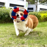 Собачьи игрушки игрушки раскручивающие артефакт Специальная летающая тарелка хлопковые веревки щенки, чем беки Шиба Ину Молярные волосы звук питомец