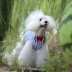Summer Breguet Teddy Cat Dog Pet Trang phục cho thú cưng 乖乖 Peter Pan Cổ áo Áo sơ mi sọc xanh - Quần áo & phụ kiện thú cưng