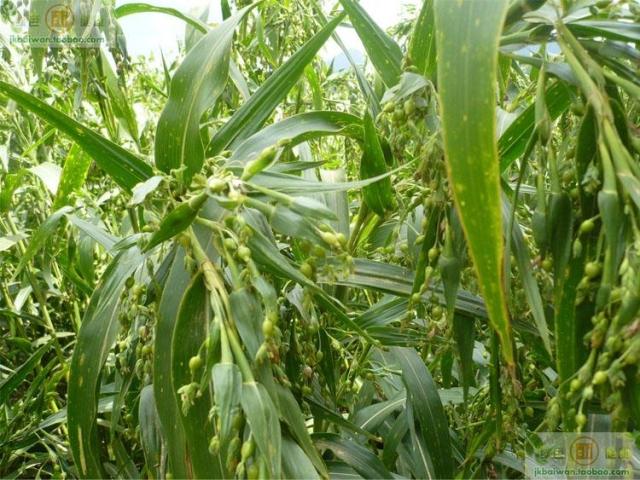 五谷杂粮 贵州 薏仁米500克 薏米 薏苡仁米 煲汤煮粥好 食材