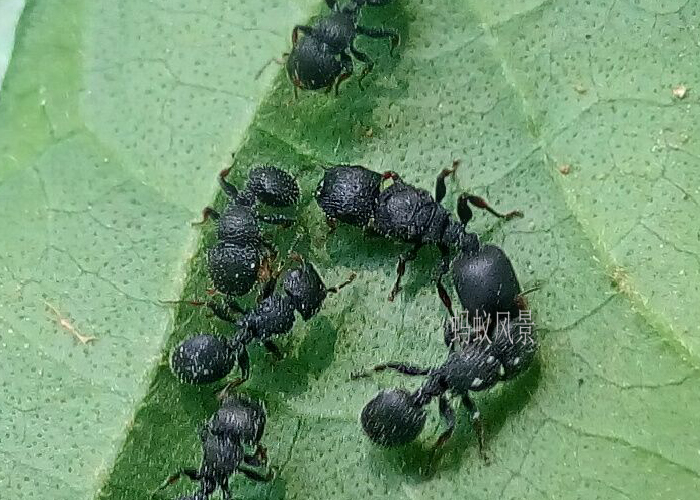 Ant world. Cataulacus granulatus. Муравей 79. Муравей черепашка Cataulacus. Муравьи черепахи Cataulacus granulata.