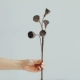 5 Lotus Puff 5 (около 2 ~ 4 см в диаметре)