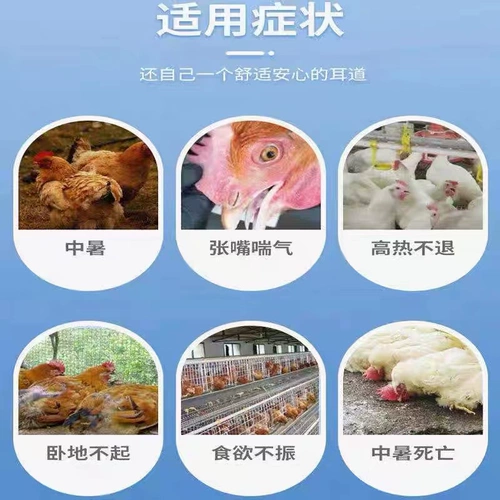 Huoxiangzhung Qiwater Water Water Звери используют свинину, овцы, цыплят, утку, гусиные голуби, чтобы предотвратить тепловой удар, сон и растворение тепла, холодный ветер, горячий желудочно -кишечный холод