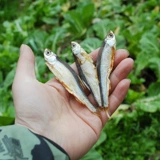 Hunan Special Products Tamsui Diaozi Fish Fish Fish Маленькая река фермеры Фермеры сухие товары объемные небольшие соленые рыбы сухой 250 грамм