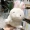 Phim hoạt hình dễ thương lợn đồ chơi thỏ dễ thương thỏ búp bê nhỏ màu vàng vịt cô gái trái tim búp bê lấy máy búp bê - Đồ chơi mềm