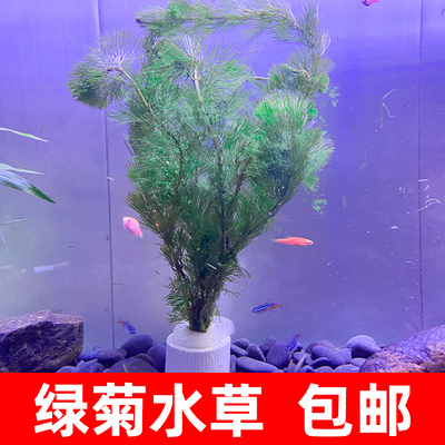 真水草绿菊蜈蚣草金鱼藻鱼缸造景中后景新手懒人净水水草好养易活 淘宝网