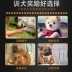 Pet dog đồ ăn nhẹ thịt bò strips 500 gam Jin Mao Teddy chó đào tạo thưởng thịt thịt xúc xích khô thực phẩm mol