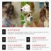 New yêu thích Kang dog sản phẩm sức khỏe vẻ đẹp chăm sóc tóc mèo dinh dưỡng yếu tố cần thiết lecithin pet sức khỏe đặc biệt sản phẩm