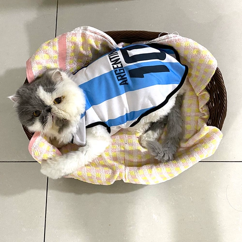 Кошачья одежда летняя чемпионат мира