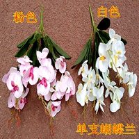 Одиночные цветные замечания Phalaenopsis