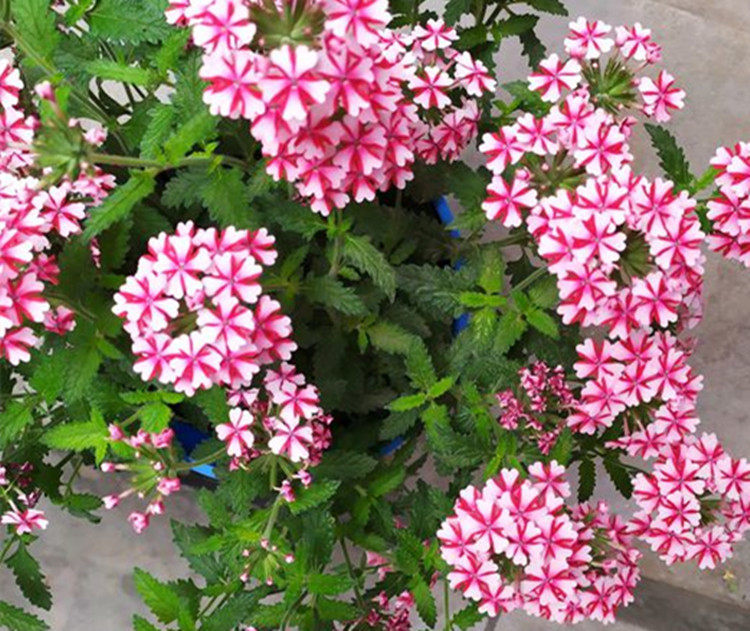 养盆美女樱吧此花超美易养又勤花