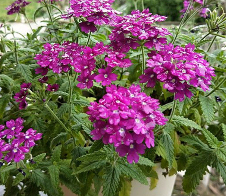 养盆美女樱吧此花超美易养又勤花