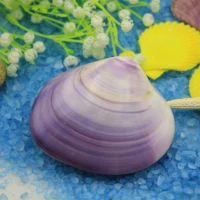 Фиолетовая -изящная коллекция раковины