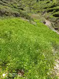 Недавно выкапывая свежие основные корни Astragalus для пропитанной воды в медицину Fresh Astragalus, кусок подлинного астрагала, не являющегося партийным женьшенным