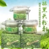 Việt Nam nhỏ màu xanh lá cây phim để mụn đầu đen mụn thực vật nguyên chất trà xanh mặt nạ bột làm sạch sâu rách mặt nạ gốc xác thực mặt nạ hàn quốc Mặt nạ