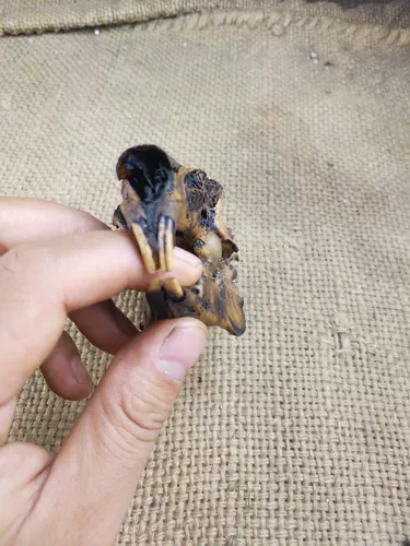 Череп, образец, кролик, подвеска, декор, форма