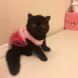 Популярность оригинальный красивый кошачий дом