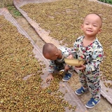 Чай «Горное облако», масло камелии, детский горный чай для беременных, 500 мл